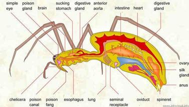 Digestive System - Arthropods